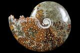 Polished, Agatized Ammonite (Cleoniceras) - Madagascar #97362-1